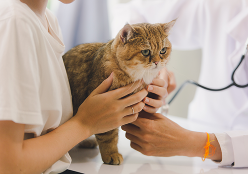 cat friendly clinic