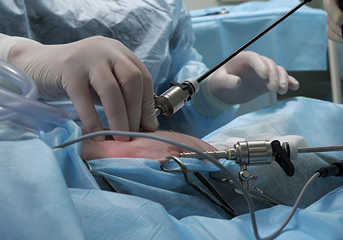 Laparoscopic sterilization of dogs