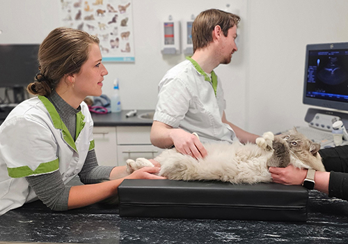 services echografie - echo JB en TV echografie