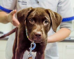 Chocolate Labrador puppy
