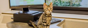 Schrijf online in, Healthy Pet Club kitten