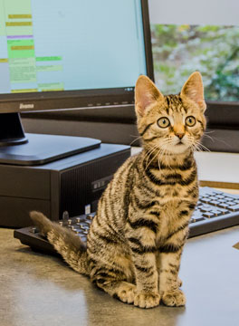 Schrijf online in bij ons - kitten in de spreekkamer